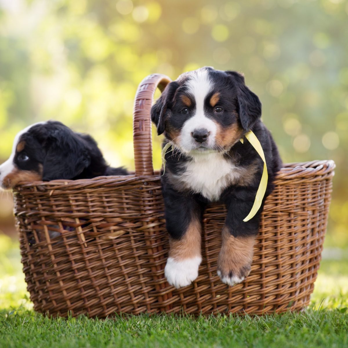 Bernese,Mountain,Puppy,In,A,Basket,Outdoors